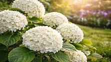 Hortensia som blommar på innergården